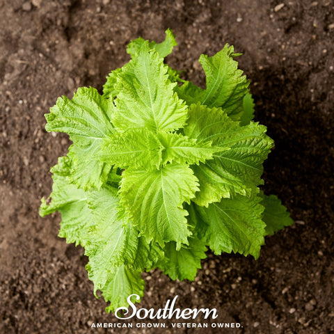 Green Shiso – 200 Seeds, additional product view 2