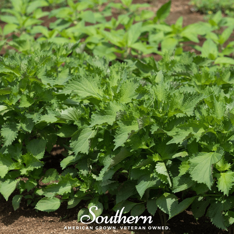 Load image into Gallery viewer, Green Shiso – 200 Seeds
