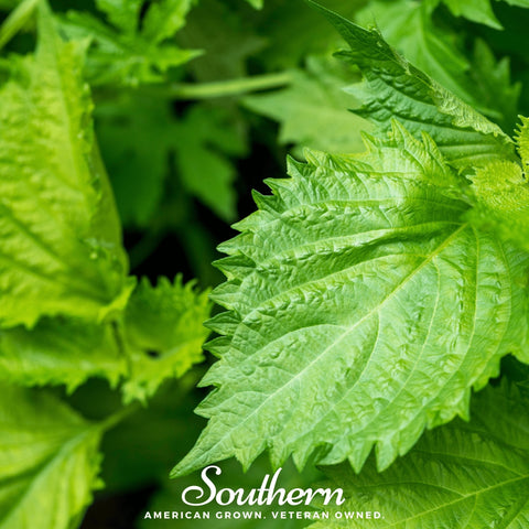 Green Shiso seeds package, 200 count, GrowTime Garden Supply