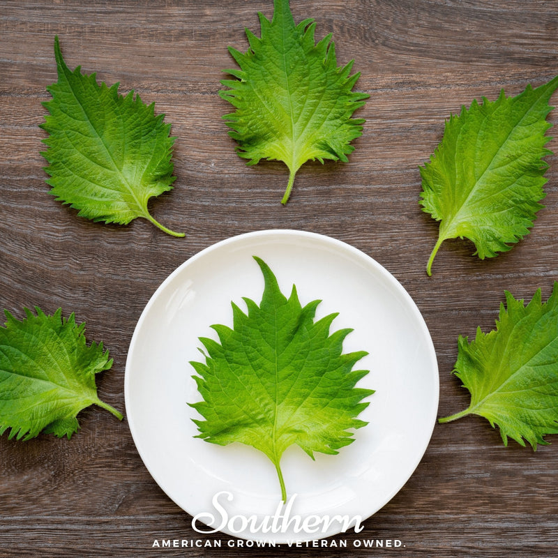 Load image into Gallery viewer, Green Shiso – 200 Seeds
