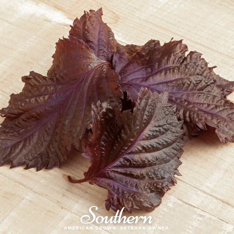 Load image into Gallery viewer, Red Shiso – 200 Seeds
