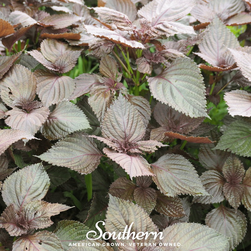 Load image into Gallery viewer, Red Shiso – 200 Seeds

