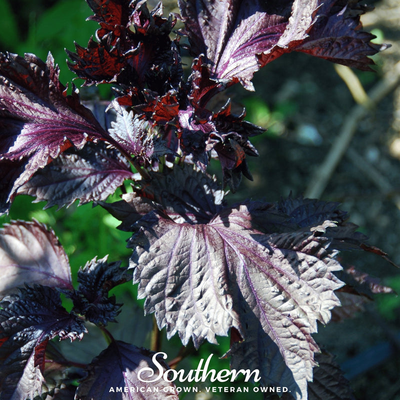 Load image into Gallery viewer, Red Shiso – 200 Seeds
