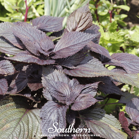 Red Shiso – 200 Seeds, additional product view 2