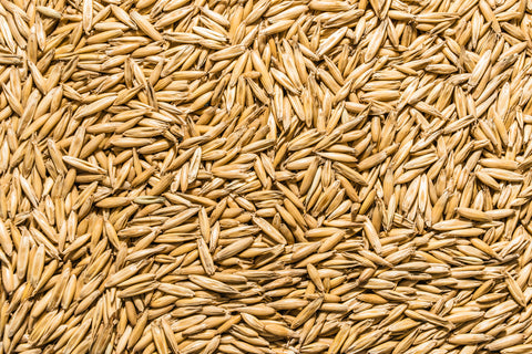 USDA certified organic oat seed for planting and pet grass.