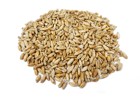 Organic non-GMO triticale seed, a wheat and rye hybrid forage.