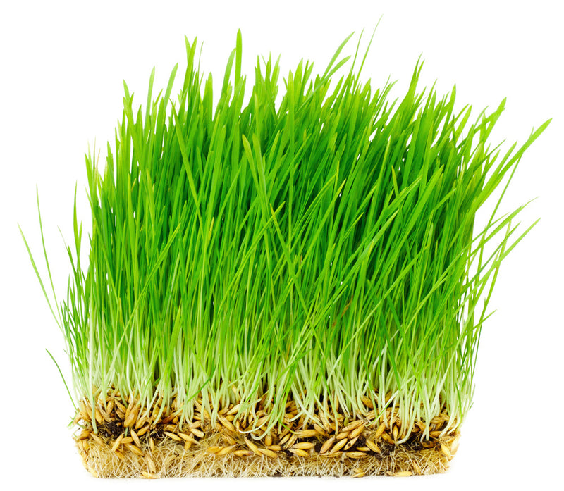 Load image into Gallery viewer, Oat Seed, USDA Certified Organic
