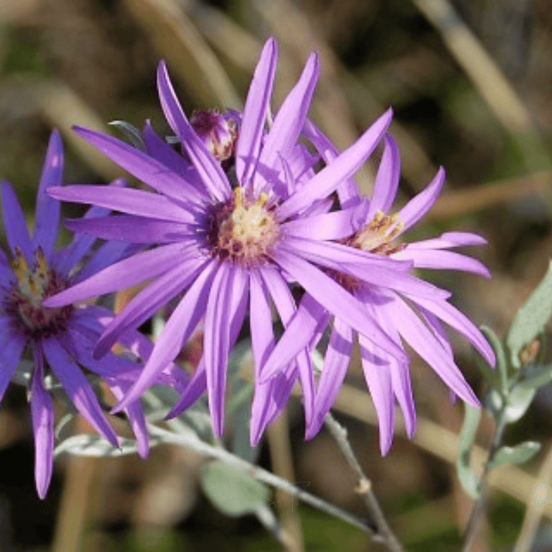 Load image into Gallery viewer, Silky Aster – 25 Seeds
