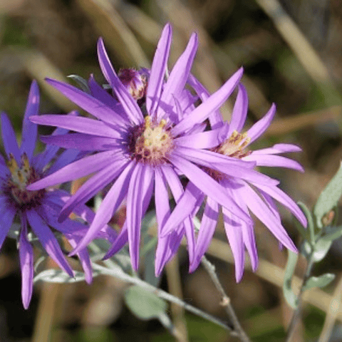 Silky Aster seeds package, 25 count, GrowTime Garden Supply