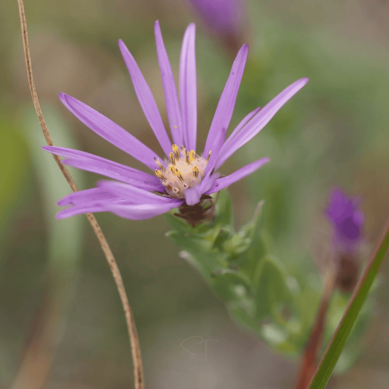 Load image into Gallery viewer, Silky Aster – 25 Seeds
