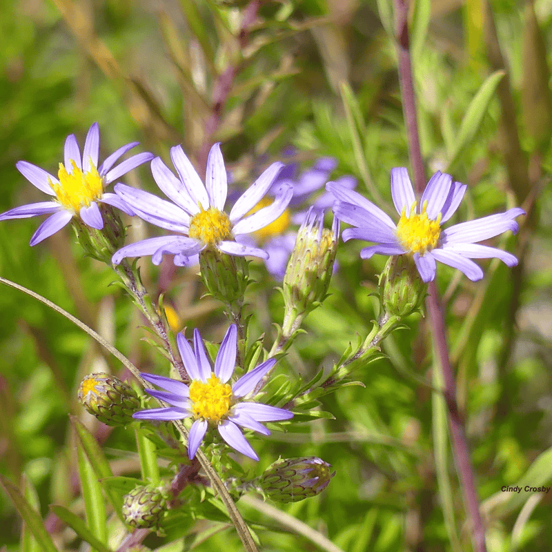 Load image into Gallery viewer, Silky Aster – 25 Seeds

