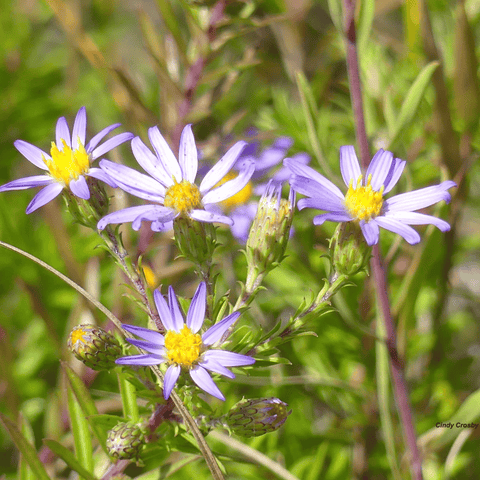 Silky Aster – 25 Seeds, additional product view 2