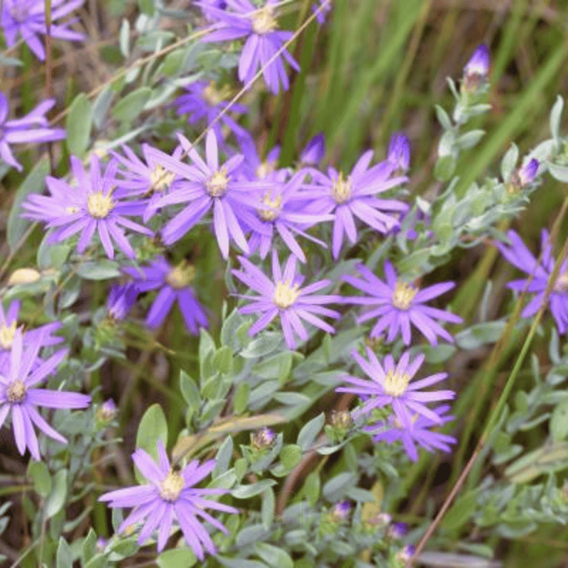 Load image into Gallery viewer, Silky Aster – 25 Seeds
