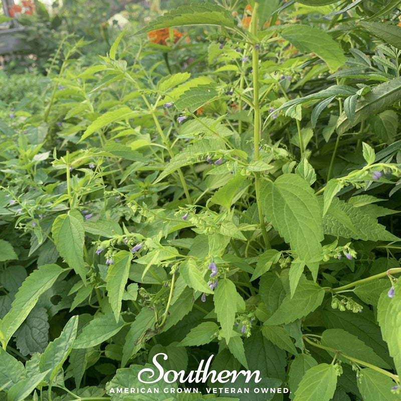 Load image into Gallery viewer, Official Mad Dog Skullcap – 50 Seeds
