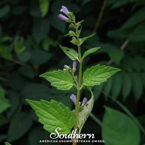 Official Mad Dog Skullcap 50 Seeds