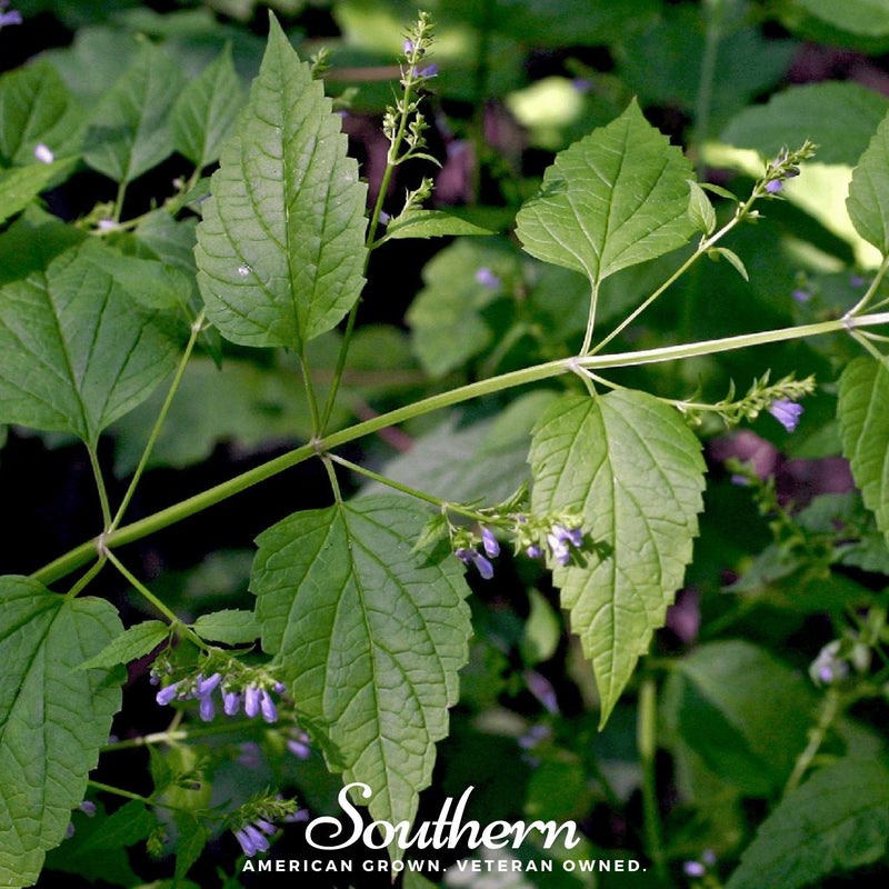 Load image into Gallery viewer, Official Mad Dog Skullcap – 50 Seeds
