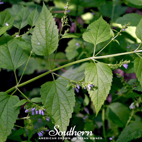 Official Mad Dog Skullcap – 50 Seeds, additional product view 2