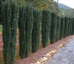 Sky Pencil Holly Columnar Evergreen Shrub