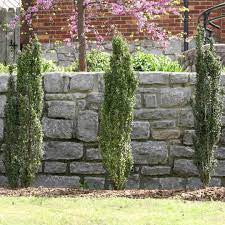 Load image into Gallery viewer, Sky Pencil Holly – Columnar Evergreen Shrub | Ilex crenata
