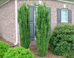 Load image into Gallery viewer, Sky Pencil Holly – Columnar Evergreen Shrub | Ilex crenata
