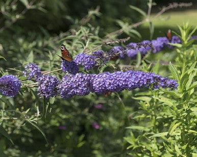 Buzz Sky Blue butterfly bush