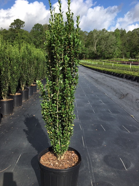 Load image into Gallery viewer, Sky Pencil Holly – Columnar Evergreen Shrub | Ilex crenata
