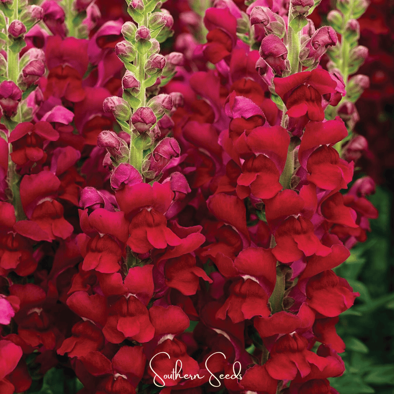 Load image into Gallery viewer, Defiance Snapdragon – 200 Seeds
