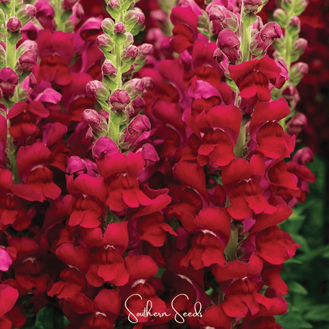Defiance Snapdragon – 200 Seeds, additional product view 2