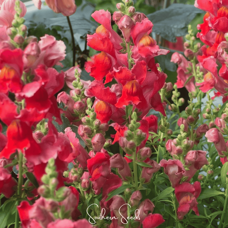 Load image into Gallery viewer, Defiance Snapdragon – 200 Seeds
