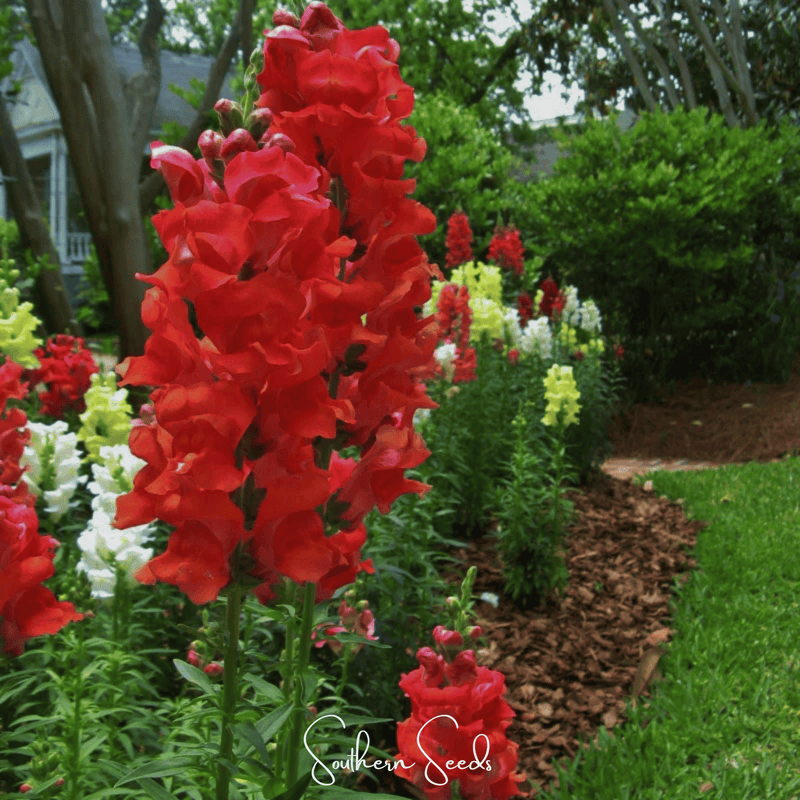Load image into Gallery viewer, Defiance Snapdragon – 200 Seeds
