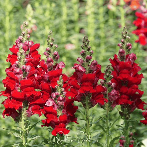 Defiance Snapdragon 200 Seeds
