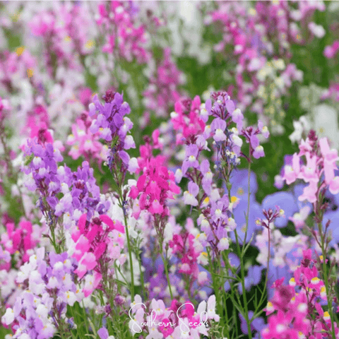 Northern Lights Toadflax Mix 200 Seeds