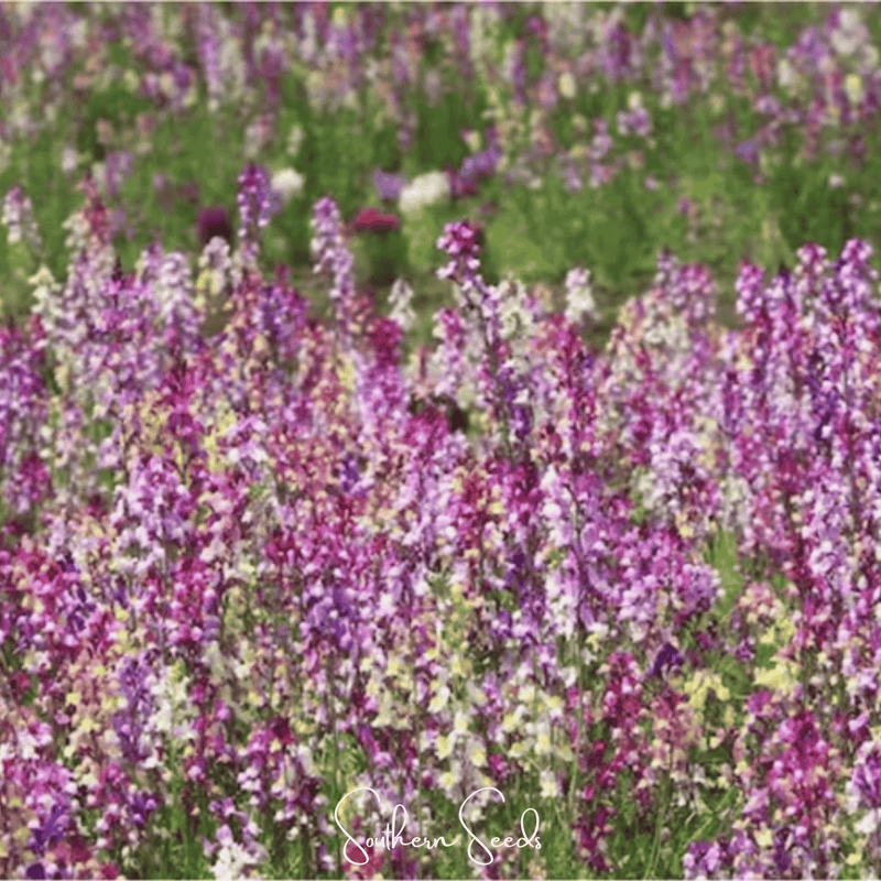 Load image into Gallery viewer, Northern Lights Toadflax Mix – 200 Seeds
