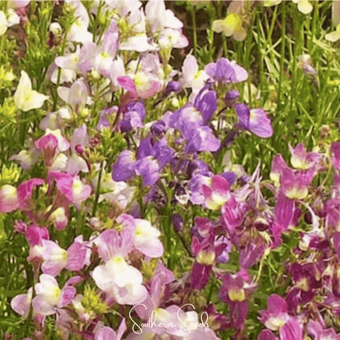 Northern Lights Toadflax Mix – 200 Seeds, additional product view 2