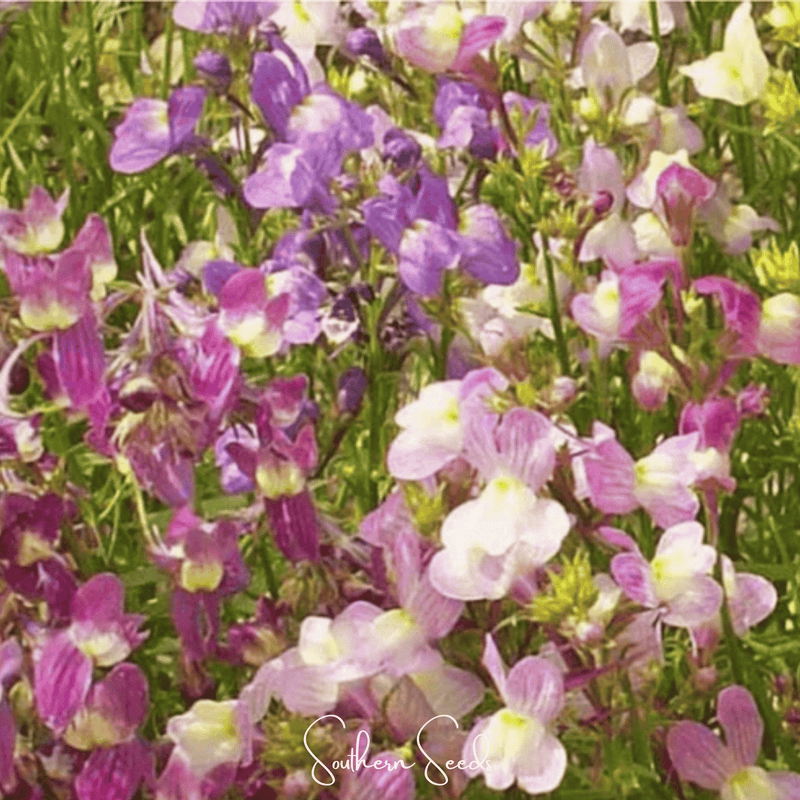 Load image into Gallery viewer, Northern Lights Toadflax Mix – 200 Seeds
