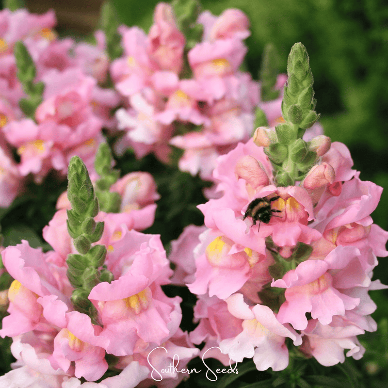Load image into Gallery viewer, Rose Snapdragon – 200 Seeds
