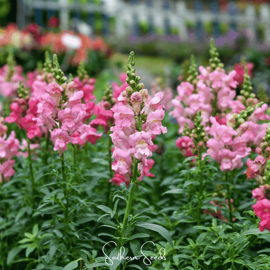 Rose Snapdragon – 200 Seeds