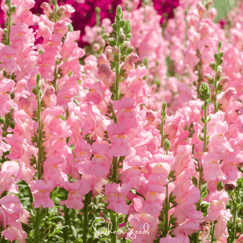 Rose Snapdragon – 200 Seeds, additional product view 2
