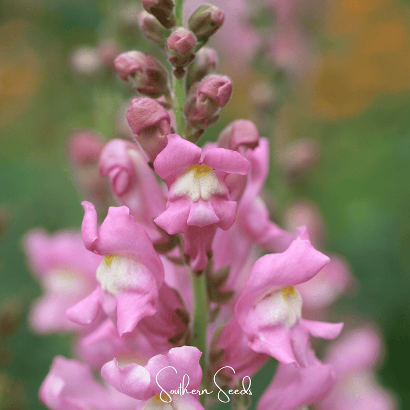 Load image into Gallery viewer, Rose Snapdragon – 200 Seeds
