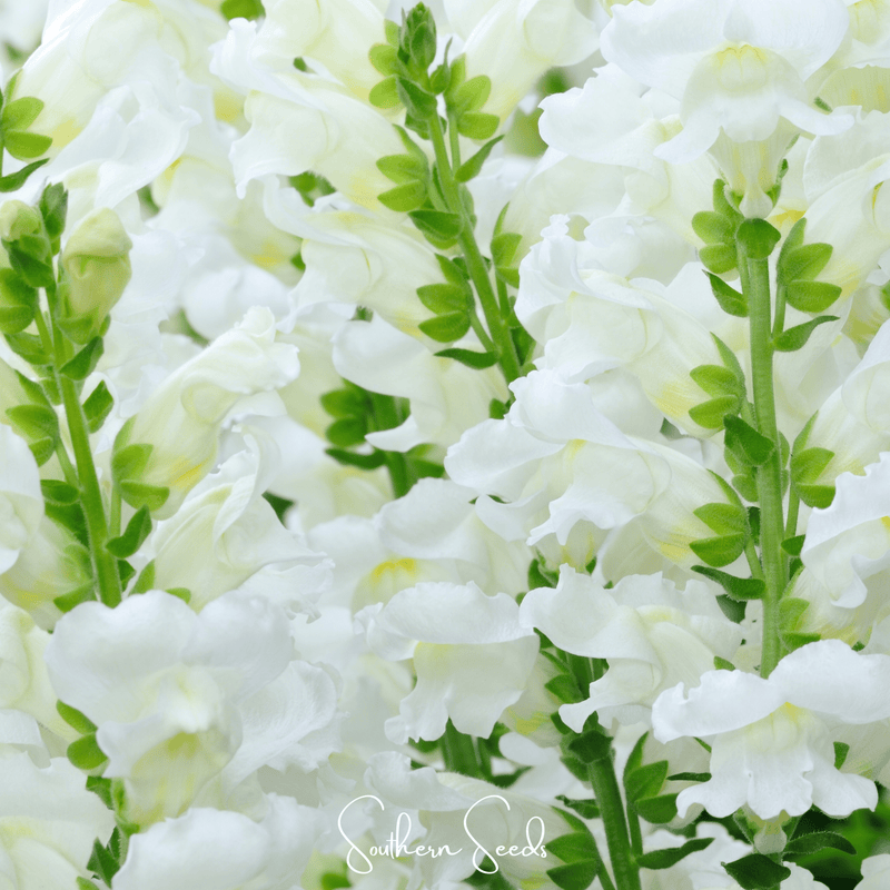 Load image into Gallery viewer, Snowflake Snapdragon (Antirrhinum majus) – 200 Seeds
