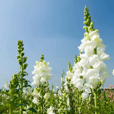 Snowflake Snapdragon Antirrhinum majus 200 Seeds