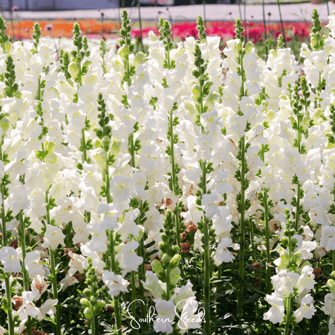 Snowflake Snapdragon (Antirrhinum majus) – 200 Seeds, additional product view 2