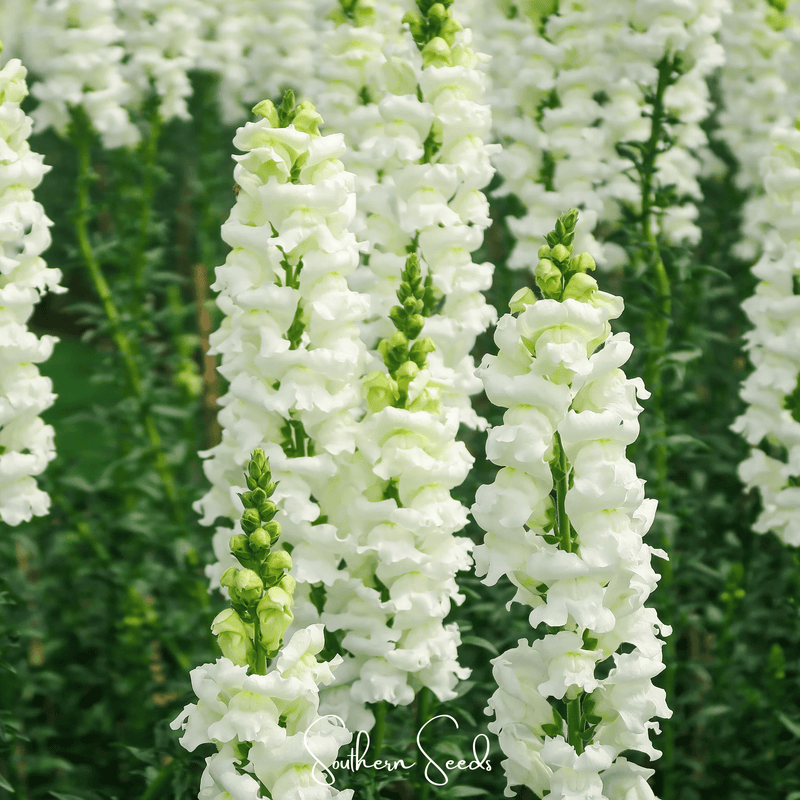 Load image into Gallery viewer, Snowflake Snapdragon (Antirrhinum majus) – 200 Seeds
