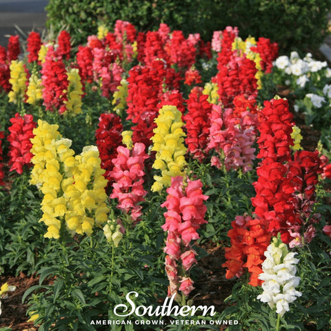 Tetra Snapdragon mix seeds package, 200 count, GrowTime Garden Supply