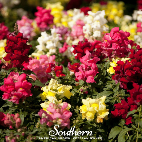 Tetra Snapdragon Mix – 200 Seeds, additional product view 2
