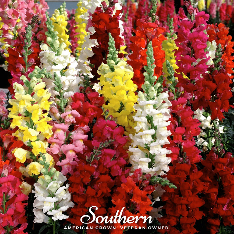 Load image into Gallery viewer, Tetra Snapdragon Mix – 200 Seeds
