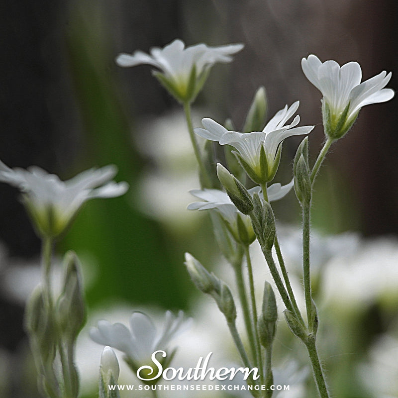 Load image into Gallery viewer, Snow in Summer Chickweed – 100 Seeds
