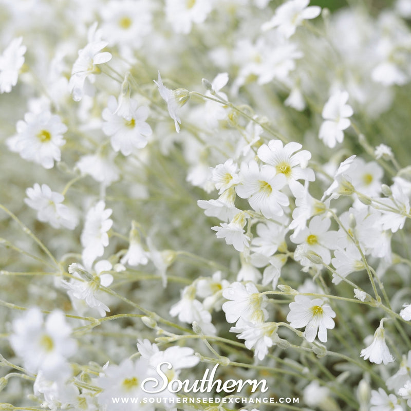 Load image into Gallery viewer, Snow in Summer Chickweed – 100 Seeds
