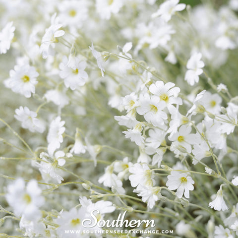 Snow in Summer Chickweed seeds package, 100 count, GrowTime Garden Supply