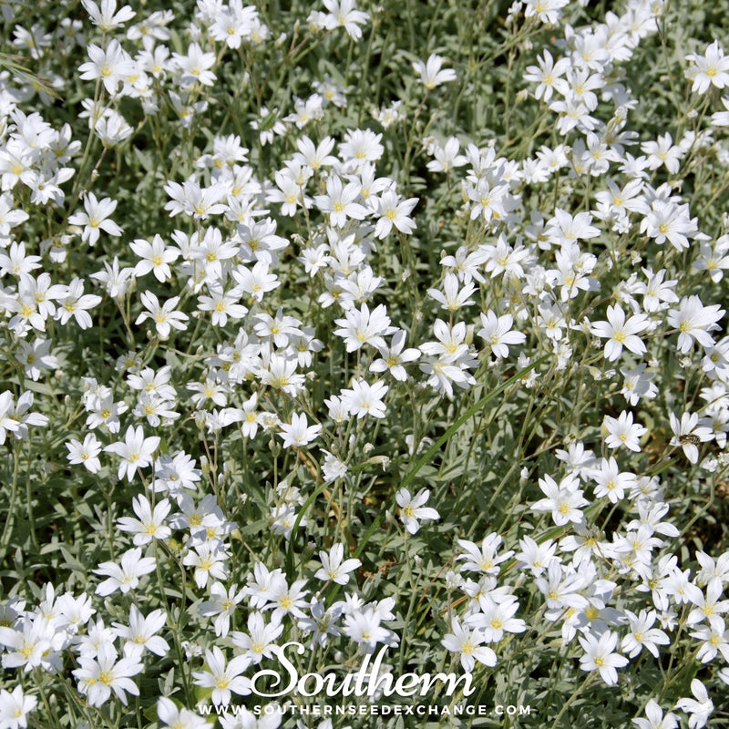 Load image into Gallery viewer, Snow in Summer Chickweed – 100 Seeds
